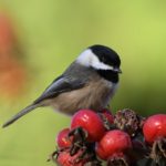 Can't Find Your Keys? You Need A Chickadee Brain