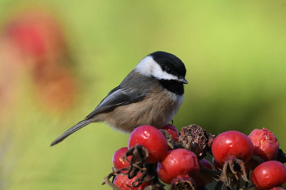 Can't Find Your Keys? You Need A Chickadee Brain