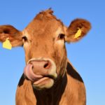 fun facts about cows