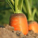 6 root vegetables with best benefits